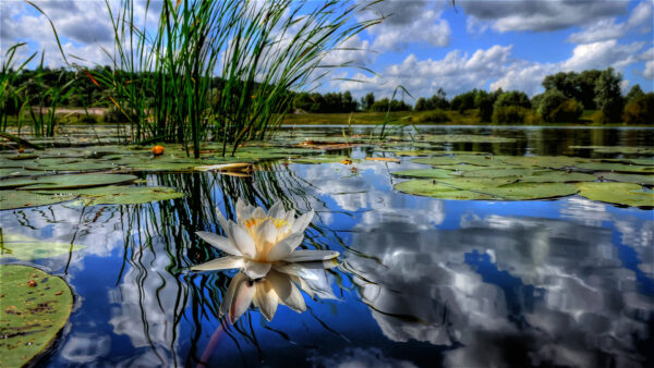 Wallpaper Under, Lake, Clouds, Water, Grass, Reflection, Leaves, White, Sky, Lily, Green, Flowers, Blue