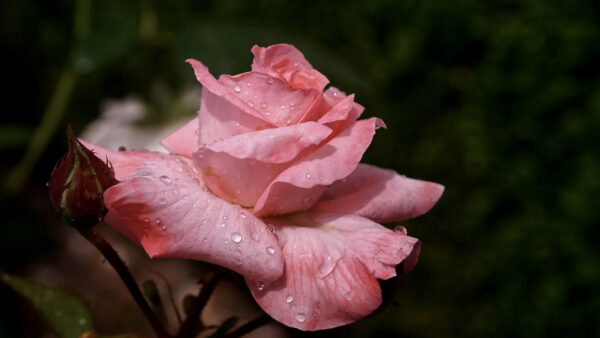 Wallpaper Blur, With, Drops, Water, Green, Pink, Background, Rose, Flowers