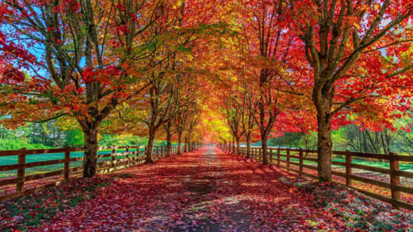 Wallpaper Leaves, Between, Road, Sunrays, Dry, With, Autumn, Fence, Colorful, Trees, Red, Daytime, During