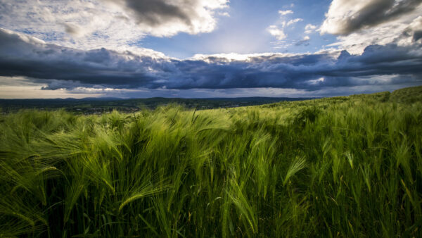 Wallpaper Field, Nature, Under, Village, Clouds, Desktop, Blue, Sky, Mobile, White, Mountains, Barley