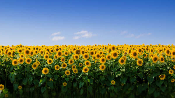 Wallpaper Background, Yellow, Field, Sky, Green, Leaves, Sunflower, Blue