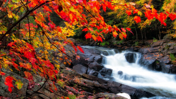 Wallpaper Yellow, Beautiful, Autumn, Surrounded, Forest, Stream, Scenery, Leafed, Rocks, Nature, Water, Trees, Red