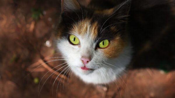 Wallpaper Yellow, Looking, Desktop, Eyes, Kitten, Brown, Black, Cat