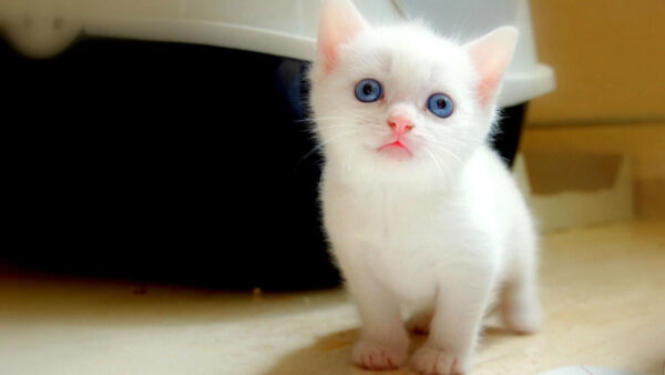 Wallpaper White, Expression, Face, Cute, Eyes, Kitten, Cat, Funny, Blue