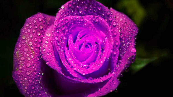 Wallpaper Purple, Drops, Rose, Flower, With, Background, Blur, Green, Water