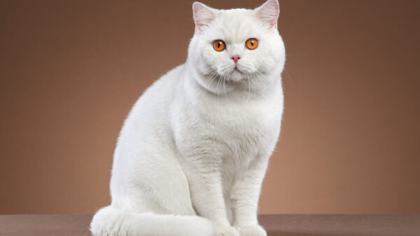 Wallpaper Eyes, Light, Brown, Orange, White, Background, Cat