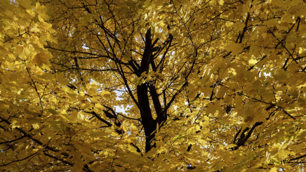 Wallpaper Sky, Leaves, Blue, Background, Branches, Autumn, Tree, Yellow, Desktop