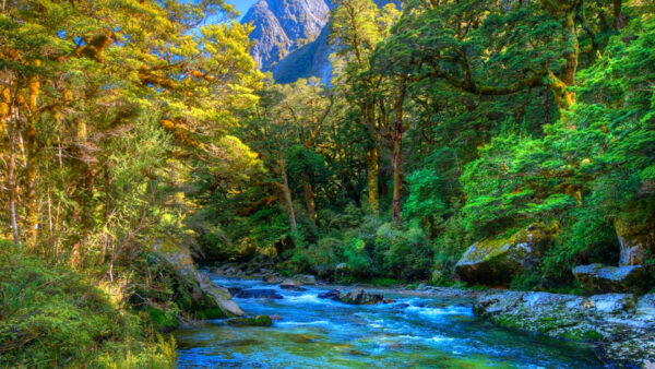 Wallpaper Forest, View, Between, Foliage, Green, Trees, Nature, Mountains, River, Water, Stream, Landscape, Greenery