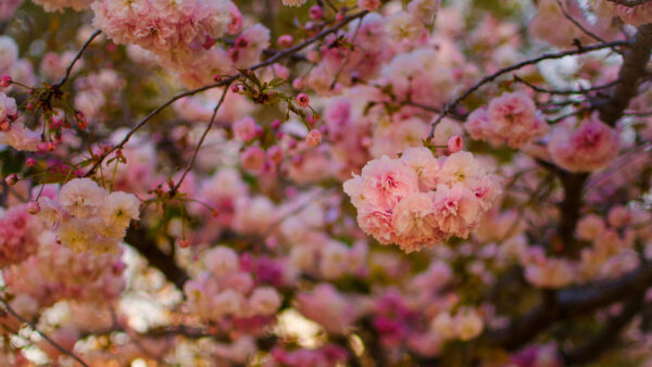 Wallpaper Spring, Pink, Branches, Field, Flowers, Tree, Blossom, Nature, Depth