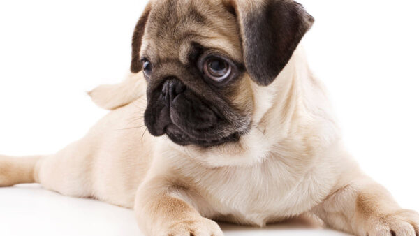 Wallpaper Dog, Funny, White, Pug, Face, Background, Reaction