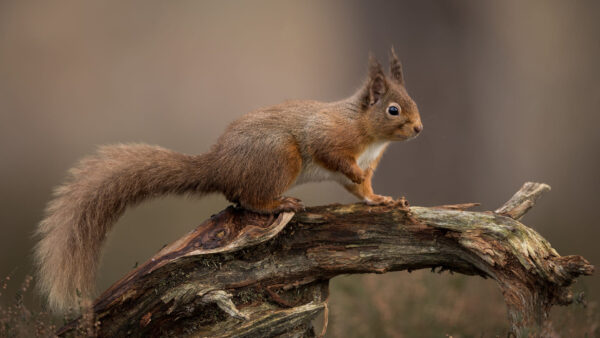 Wallpaper Squirrel, Tail, Brown, White, Tree, Sitting, Fur, Trunk