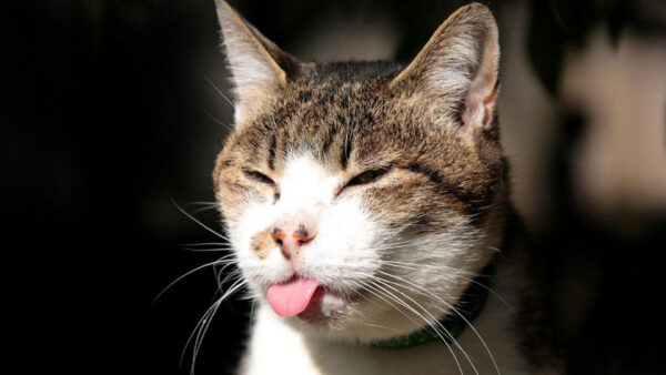 Wallpaper Background, Tongue, Face, Funny, With, Blur, Out, Cat