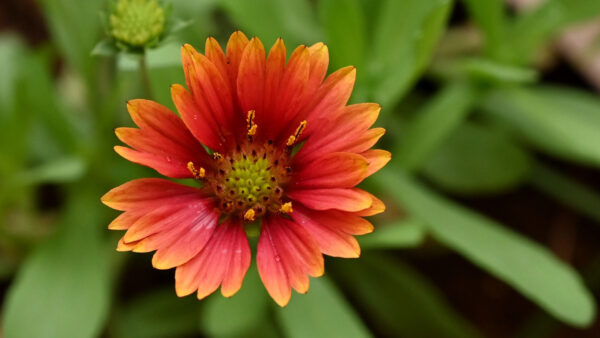 Wallpaper Gaillardia, Petals, Background, Flower, Yellow, Green, Red, Flowers