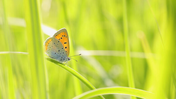 Wallpaper Design, Blur, Green, Color, Butterfly, Ash, Grass, Black, Dots, Background, Yellow