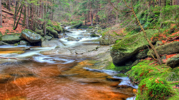 Wallpaper Background, Algae, Covered, Waterfalls, Forest, Stream, Green, Rocks, Autumn