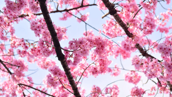 Wallpaper Mobile, Branches, Background, Petals, Desktop, Flowers, Blue, Tree, Light, Sakura, Sky, Pink