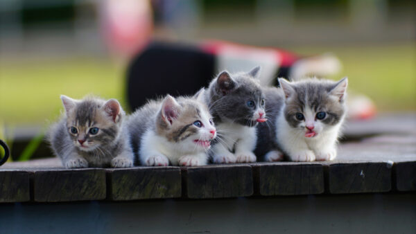 Wallpaper Four, Cat, Face, Expressions, Kittens, Blur, Funny, Background
