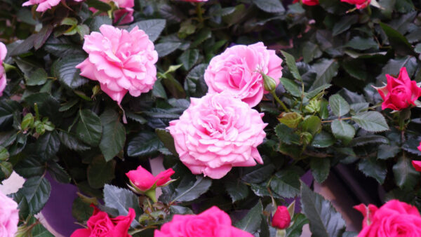 Wallpaper Leaves, Pink, Flowers, Rose, Light, Green, Plants