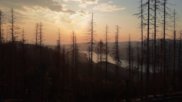 Wallpaper Between, River, Background, Fog, Nature, Mobile, Under, Dark, Forest, Trees, With, Desktop, Sky, Blue