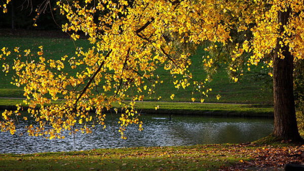 Wallpaper Leaves, Yellow, Autumn, Field, Nature, Green, Tree, Grass, Sunlight, Pond