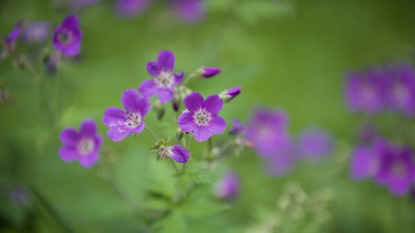 Wallpaper Geranium, Blur, Petals, Desktop, Background, Flowers, Mobile, Purple, Green, Forest