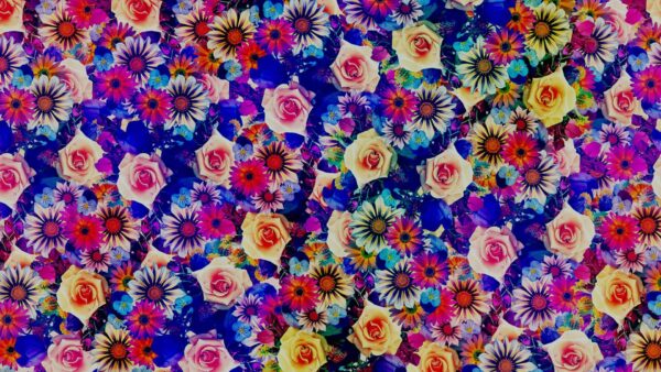 Wallpaper Boho, Flowers, Blooming, Always, Colorful, Background