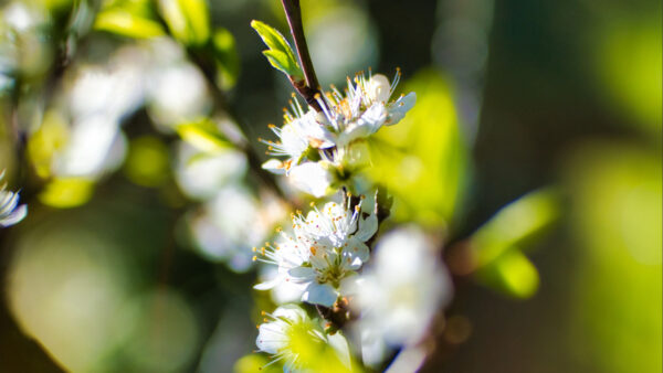 Wallpaper Background, Leaves, Tree, Flowers, Sakura, Green, White, Branches, Blossom, Blur