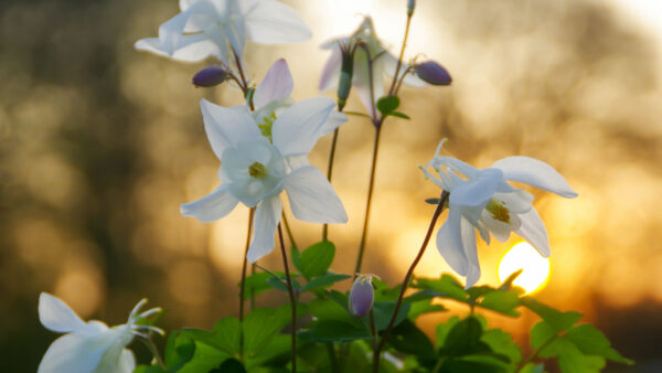 Wallpaper Background, Plant, White, Blur, Petals, Eucharis, Flowers, Buds