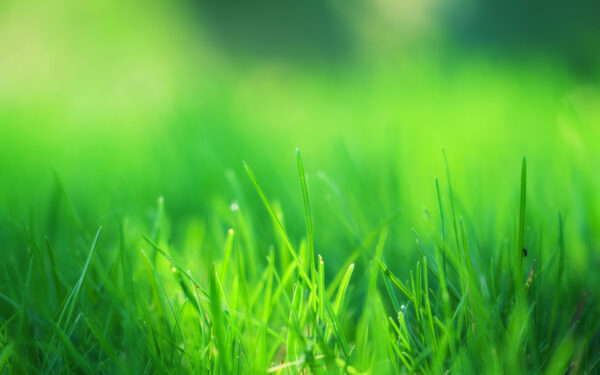 Wallpaper Grass, Green, Field