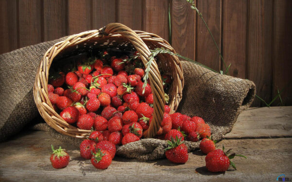 Wallpaper Strawberry, Fruits