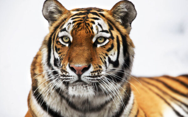 Wallpaper Siberian, Tiger