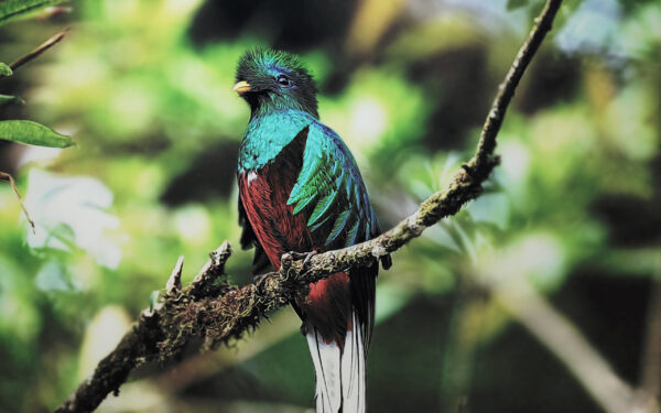 Wallpaper Bird, Quetzal