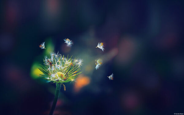 Wallpaper Flies, Dandelion