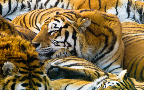 Wallpaper Sleeping, Tigers
