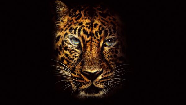 Wallpaper Cheetah