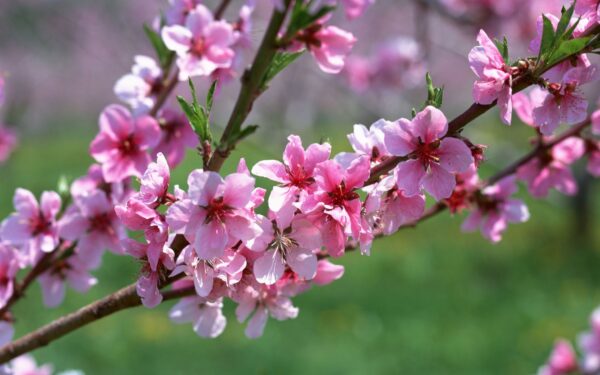 Wallpaper Spring, Branch