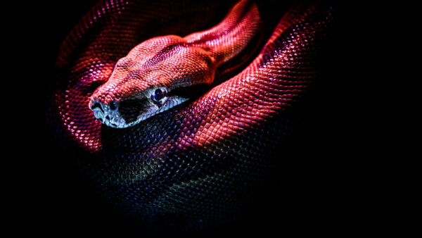 Wallpaper Snake, Wild