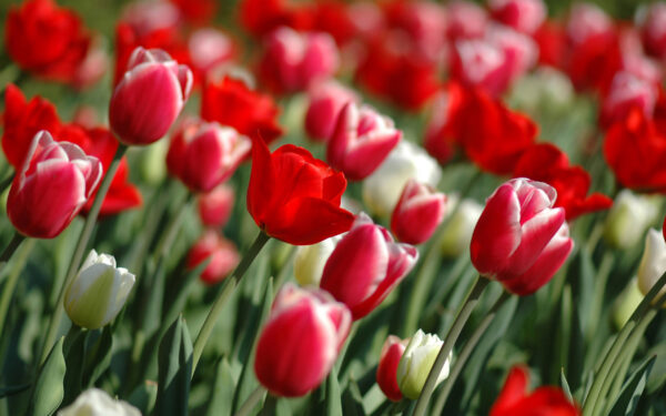 Wallpaper Colorful, Tulips