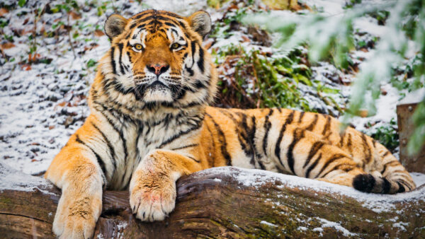 Wallpaper Siberian, Tiger