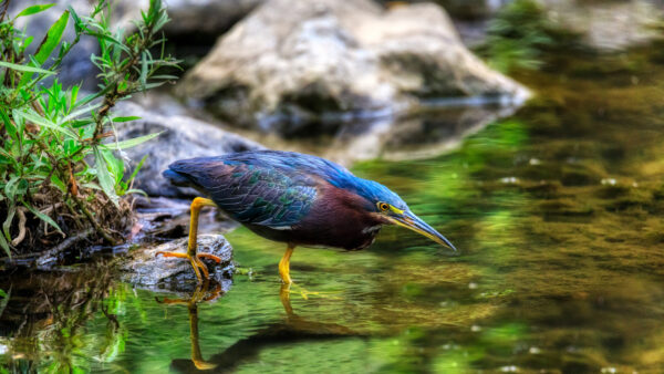 Wallpaper Grass, Desktop, 4k, Cool, Water, Wallpaper, Images, Backgournd, 8k, Forest, Bird, Pc, Animals