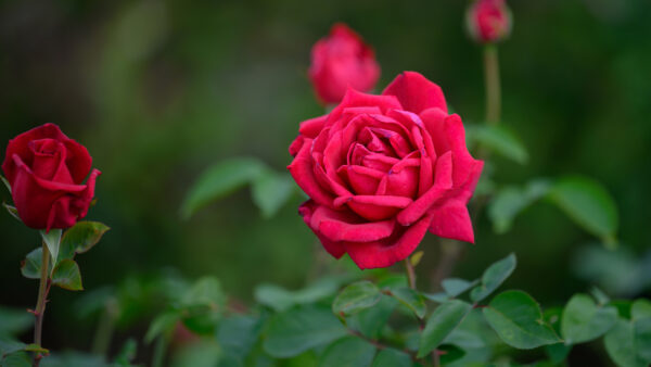 Wallpaper Background, Pink, Leaves, Flower, Flowers, Rose, Buds, Dark, With