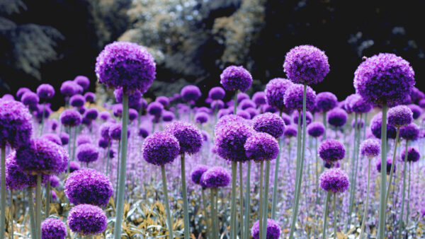 Wallpaper Allium, Purple, Flowers, Field