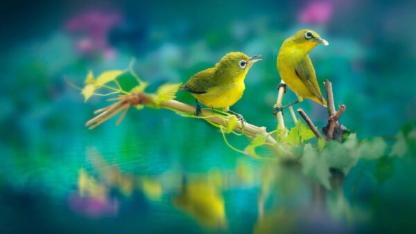Wallpaper Animals, Body, Water, Birds, Stick, Are, Desktop, With, Sitting, Yellow, Cute, Reflection