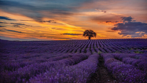 Wallpaper Sunset, Lavender, Purple, Mobile, Desktop, Flowers, During, Field