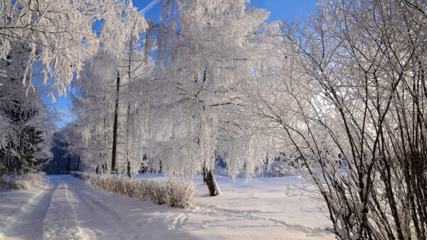 Wallpaper White, Trees, Mobile, Desktop, Field, Nature, Snow, Blossom