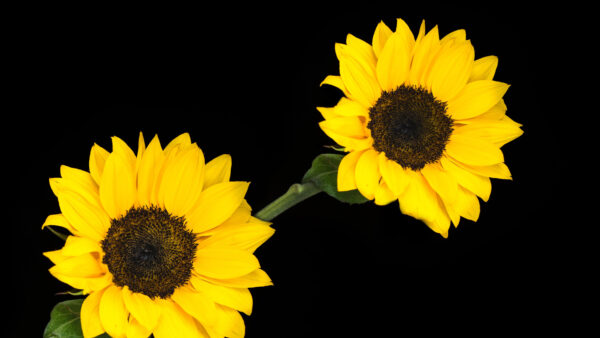 Wallpaper Flowers, Yellow, Background, Black, Sunflower