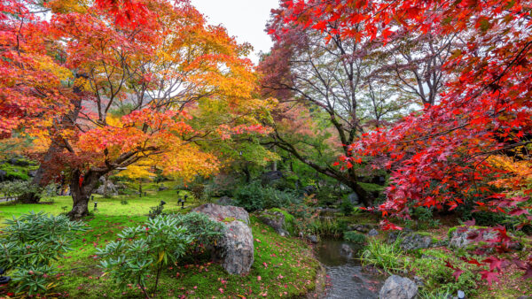 Wallpaper Park, Colorful, Mobile, Stream, Desktop, And, Trees, Nature, With