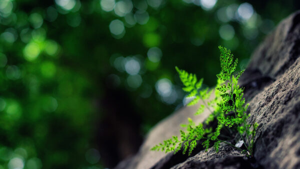 Wallpaper Bokeh, Desktop, Blur, Green, Between, Rocks, Mobile, Background, Leaves