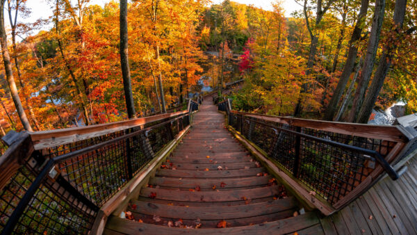 Wallpaper Nature, Desktop, Wooden, Mobile, Between, During, Autumn, Trees, Stairs