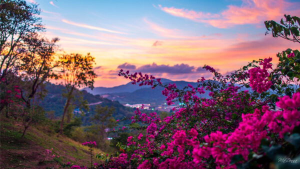 Wallpaper With, Landscape, Desktop, Flowers, Spring, Bougainvillea, View, Pink, Mountains